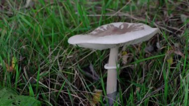Macrolepiota konradii (Huijsman ex P.D.Orton) M.M.Moser