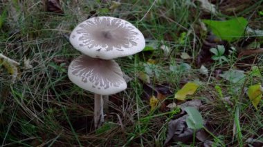 Macrolepiota konradii (Huijsman ex P.D.Orton) M.M.Moser 