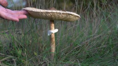 Doğal ortamda şempanze mantarı (Macrolepiota procera)