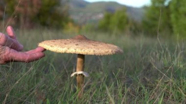 Doğal ortamda şempanze mantarı (Macrolepiota procera)