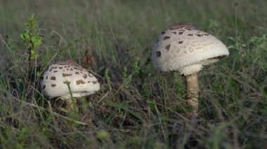 Doğal ortamda şempanze mantarı (Macrolepiota procera)