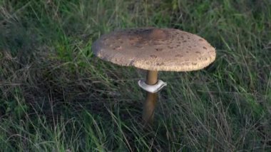  Doğal ortamda şempanze mantarı (Macrolepiota procera)