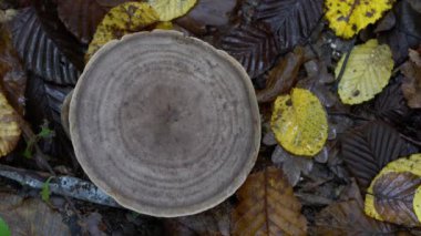 Doğal ortamdaki Stumpy Milkcap (Lactarius flexuosus)