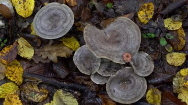 Doğal ortamdaki Stumpy Milkcap (Lactarius flexuosus)