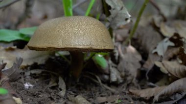 Doğal ortamda Bolete kırılması (Xerocomellus chrysenteron)