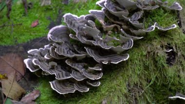 Türkiye doğal ortamda kuyruk (Trametes versicolor)
