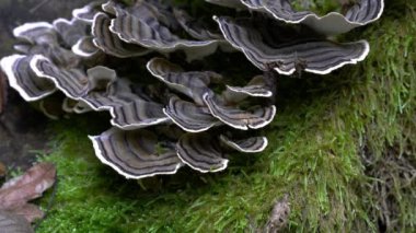 Türkiye doğal ortamda kuyruk (Trametes versicolor)