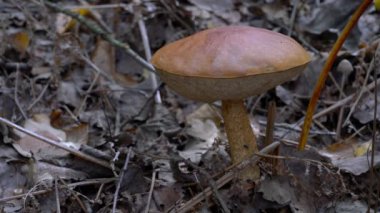 Doğal ortamda kahverengi Birch Bolete (Leccinum scabrum)