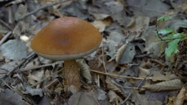 Doğal ortamda kahverengi Birch Bolete (Leccinum scabrum)