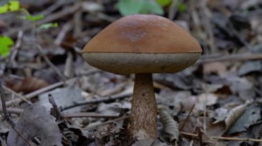 Doğal ortamda kahverengi Birch Bolete (Leccinum scabrum)