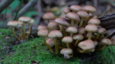Doğal ortamda Velvet Shank (Flammulina velutipes)