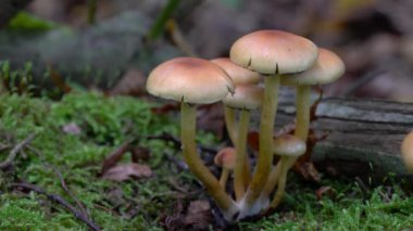 Doğal ortamda Velvet Shank (Flammulina velutipes)