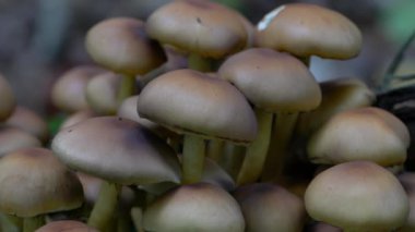 Doğal ortamda Velvet Shank (Flammulina velutipes)