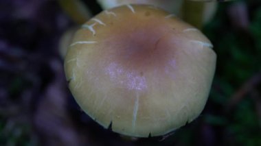 Doğal ortamda Velvet Shank (Flammulina velutipes)