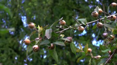 Doğal ortamdaki Medlar, olgunlaşan (Mespilus germanica)