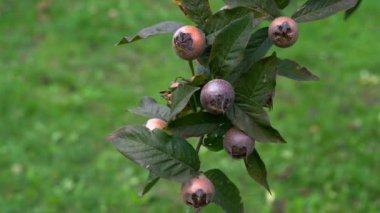 Doğal ortamdaki Medlar, olgunlaşan (Mespilus germanica)