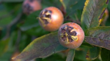 Doğal ortamdaki Medlar, olgunlaşan (Mespilus germanica)