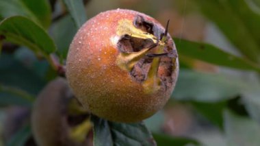 Doğal ortamdaki Medlar, olgunlaşan (Mespilus germanica)