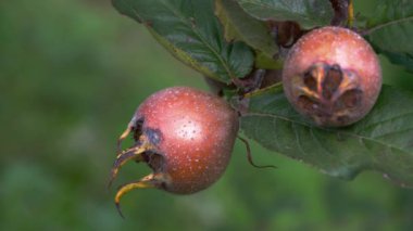 Doğal ortamdaki Medlar, olgunlaşan (Mespilus germanica)