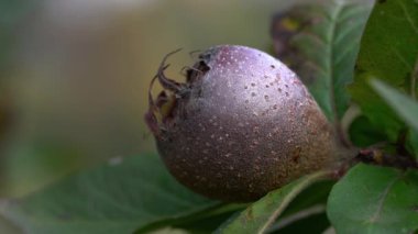 Doğal ortamdaki Medlar, olgunlaşan (Mespilus germanica)