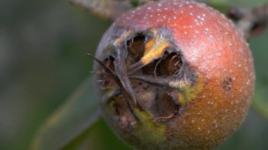 Doğal ortamdaki Medlar, olgunlaşan (Mespilus germanica) 