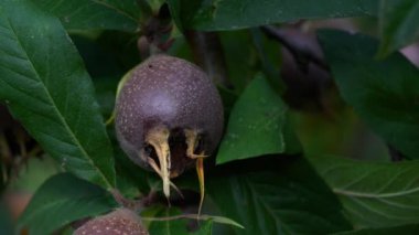 Doğal ortamdaki Medlar, toplama (Mespilus germanica)