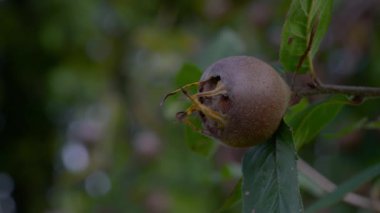 Doğal ortamdaki Medlar, toplama (Mespilus germanica)