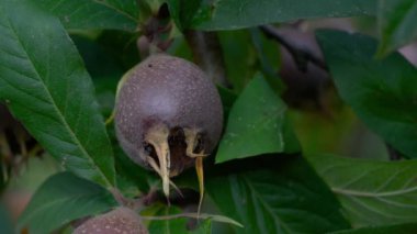 Doğal ortamdaki Medlar, toplama (Mespilus germanica)
