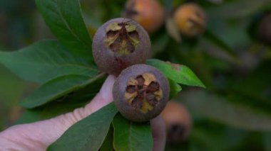 Doğal ortamdaki Medlar, toplama (Mespilus germanica)