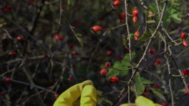 Vahşi Gül Kalçası, olgun, toplayan Rosa Canina)