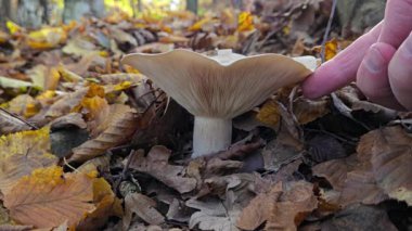 Doğal ortamdaki kayın sütü (Lactarius blennius)