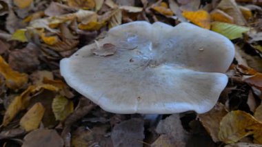 Doğal ortamdaki kayın sütü (Lactarius blennius)