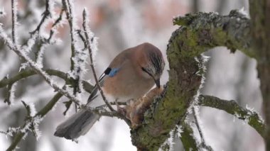 Avrasyalı Jay kış ortamında ağaçta yemek yer (Garrulus glandarius)