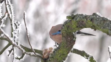 Avrasyalı Jay kış ortamında ağaçta yemek yer (Garrulus glandarius)