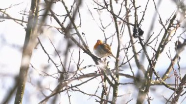 Avrupalı Robin kış ortamında (Erithacus rubecula)