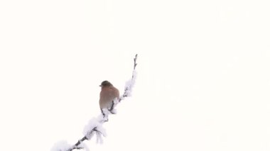 Avrasya Papatyası kış ortamında, erkek (Fringilla coelebs)