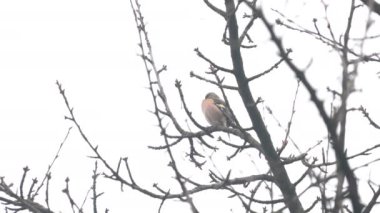 Ağaçta Avrasya Papatyası, erkek (Fringilla coelebs)