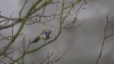 Great Tit watches carefully on tree (Parus major)