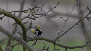 Great Tit eats food on tree (Parus major)