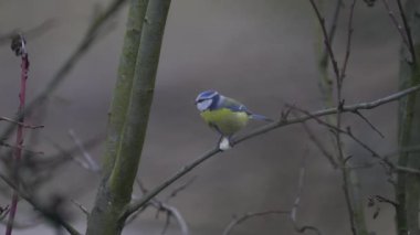 Eurasian Blue Tit eats food on tree (Cyanistes caeruleus)