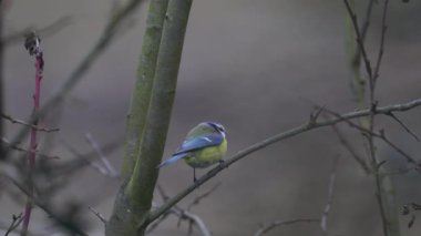 Eurasian Blue Tit on tree (Cyanistes caeruleus)
