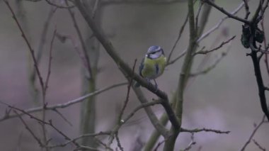 Eurasian Blue Tit on tree (Cyanistes caeruleus)