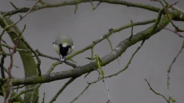 Great Tit eats food on tree (Parus major)