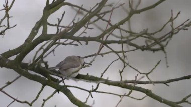 Willow Tit eats food on a tree branch (Poecile montanus)