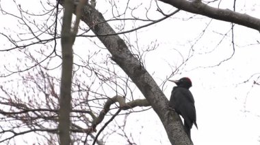 Kara Ağaçkakan ağaç dalında, sesleniyor, dişi (Dryocopus martius)