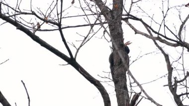 Kara Ağaçkakan bir ağacın arkasında saklanıyor ve dikizliyor, dişi (Dryocopus martius)