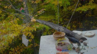 Avrasya Nuthatch tohum topluyor, dul camı aracılığıyla filme alınmıştır (Sitta Europaea)