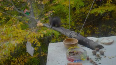 Sincap fındık topluyor, dul camından çekiliyor (Sciurus vulgaris)