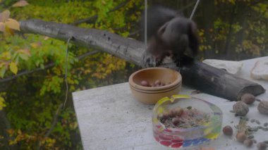 Sincap fındık topluyor, dul camından çekiliyor (Sciurus vulgaris)