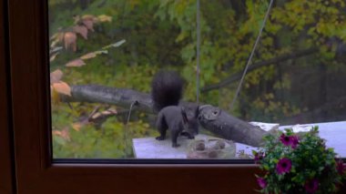 Sincap fındık topluyor, dul camından çekiliyor (Sciurus vulgaris)